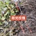巨峰葡萄树苗盆栽地栽庭院栽植当年结果