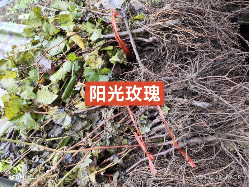 巨峰葡萄树苗盆栽地栽庭院栽植当年结果