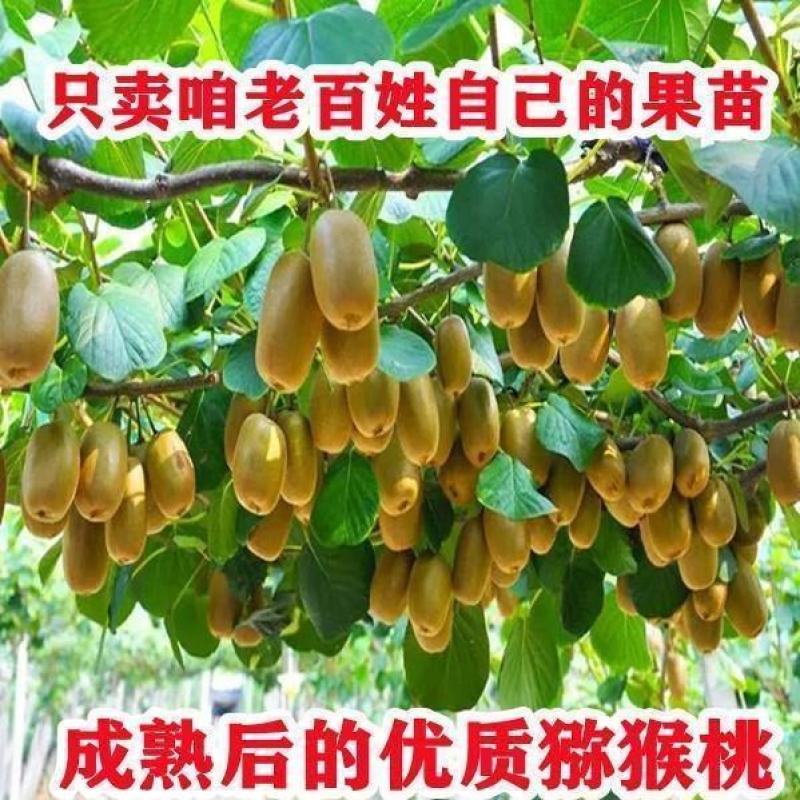 猕猴桃树苗公母同株明年结果盆栽阳台地栽庭院地栽爬藤南北方