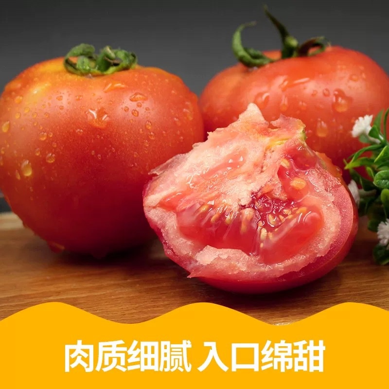精品西红柿大量供应一手货源诚信经营欢迎来电洽谈