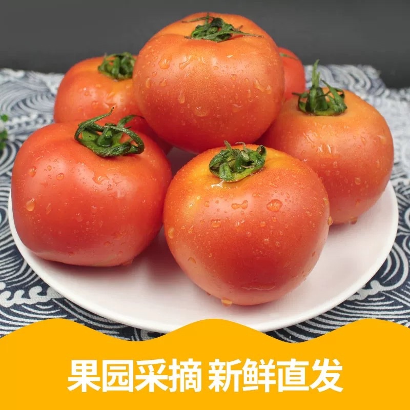 精品西红柿大量供应一手货源诚信经营欢迎来电洽谈