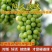 巨峰葡萄树苗盆栽地栽庭院栽植当年结果