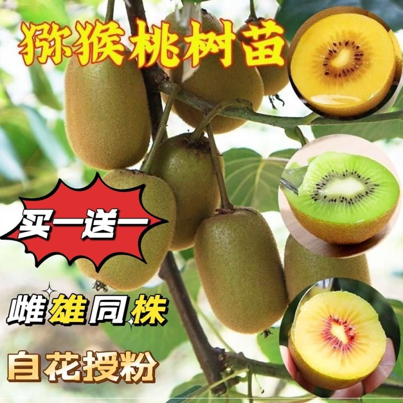 猕猴桃树苗公母同株明年结果盆栽阳台地栽庭院地栽爬藤南北方