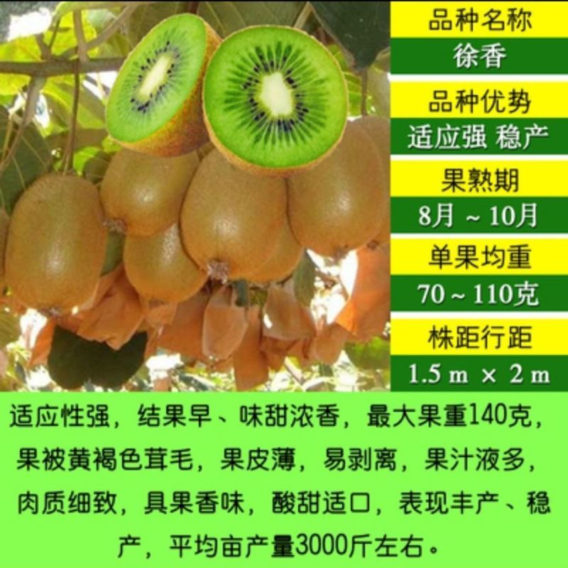猕猴桃树苗公母同株明年结果盆栽阳台地栽庭院地栽爬藤南北方