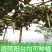 猕猴桃树苗公母同株明年结果盆栽阳台地栽庭院地栽爬藤南北方