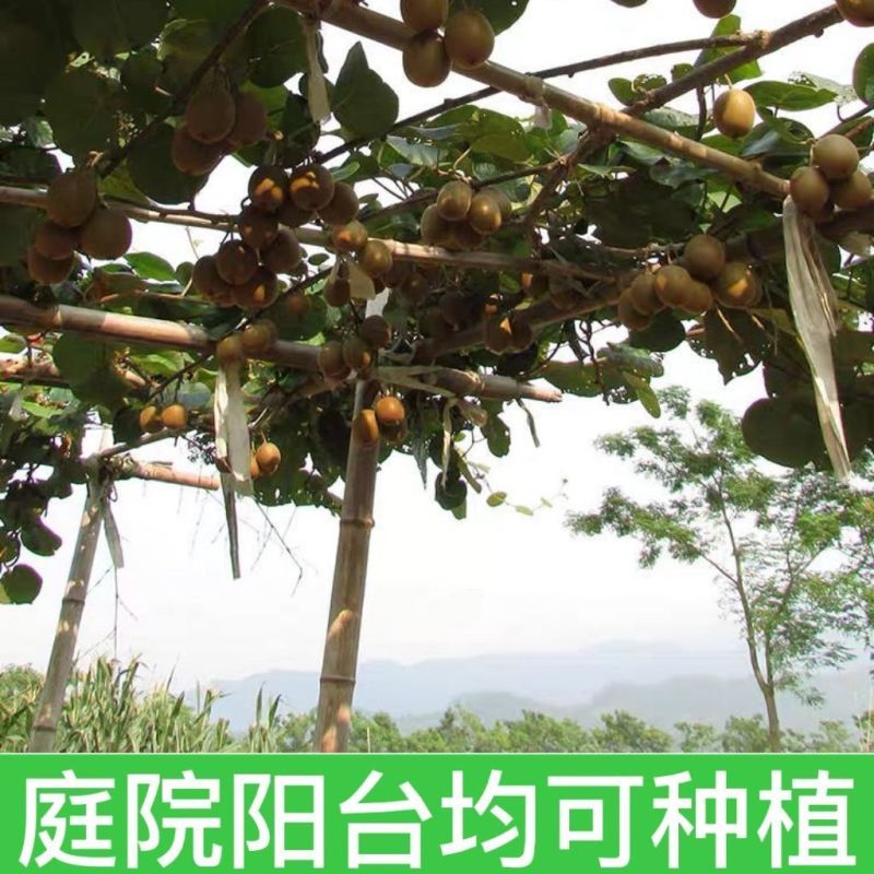 猕猴桃树苗公母同株明年结果盆栽阳台地栽庭院地栽爬藤南北方