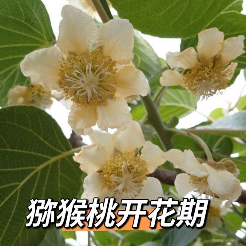 猕猴桃树苗公母同株明年结果盆栽阳台地栽庭院地栽爬藤南北方