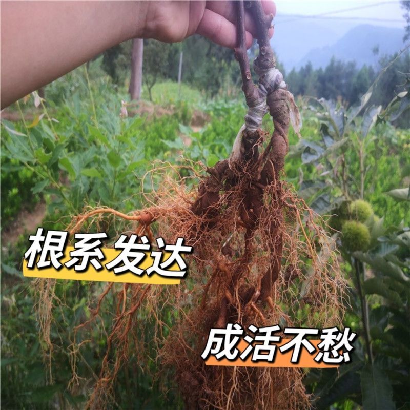 猕猴桃树苗公母同株明年结果盆栽阳台地栽庭院地栽爬藤南北方