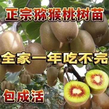 猕猴桃树苗嫁接软枣红心当年结果盆栽地栽庭院南北方
