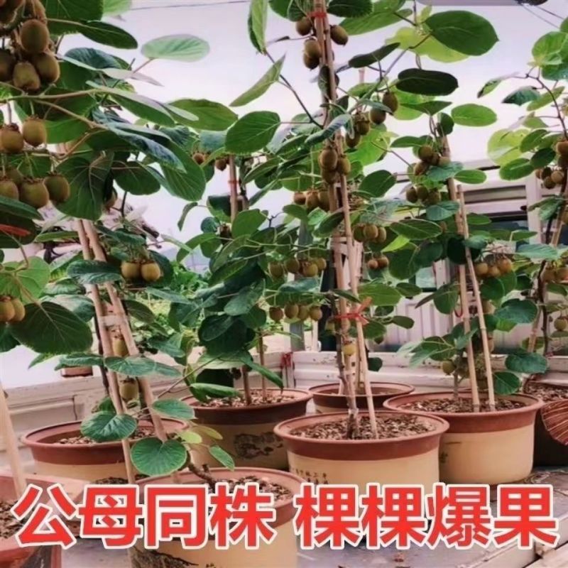 猕猴桃树苗嫁接软枣红心当年结果盆栽地栽庭院南北方