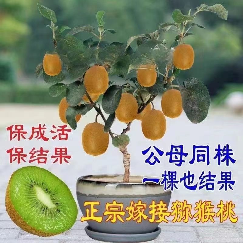 猕猴桃树苗嫁接软枣红心当年结果盆栽地栽庭院南北方
