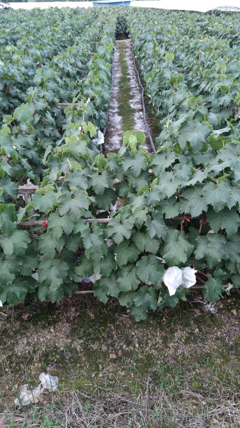巨峰葡萄树苗盆栽地栽庭院栽植当年结果