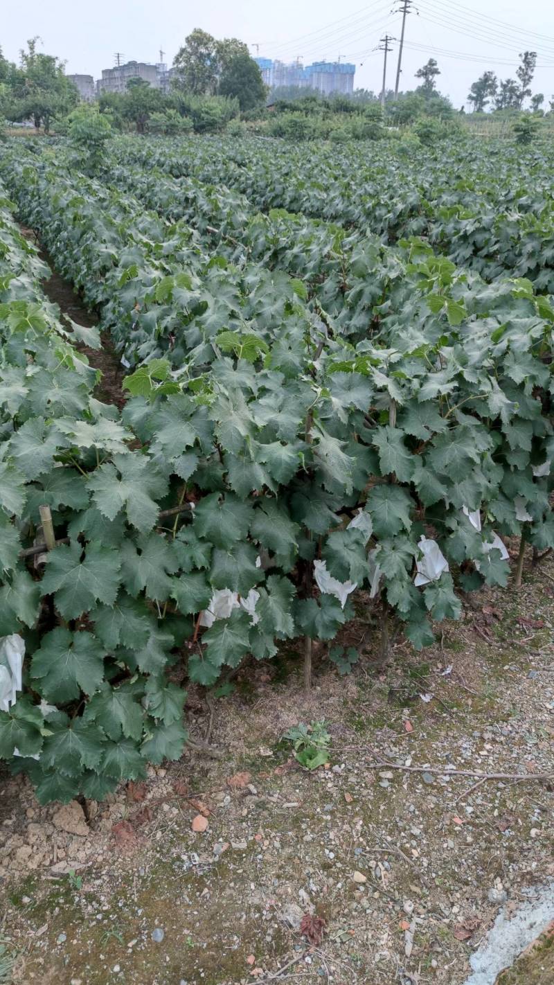 巨峰葡萄树苗盆栽地栽庭院栽植当年结果