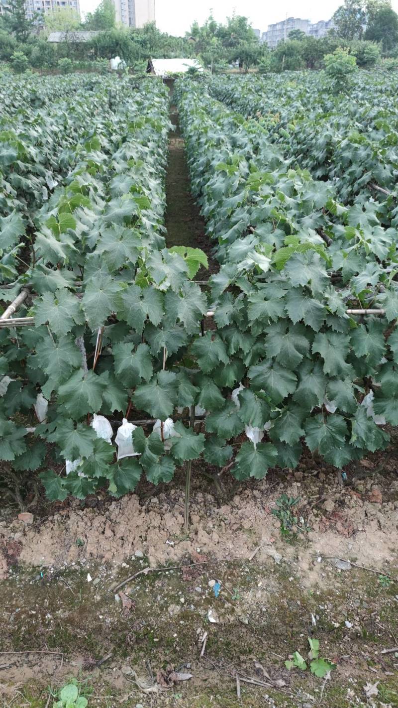 巨峰葡萄树苗盆栽地栽庭院栽植当年结果