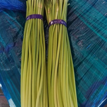 精品蒜苔大量供应产地一手货源诚信批发欢迎来电咨询
