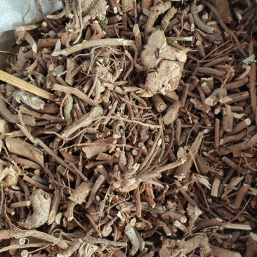 中药材小罗伞