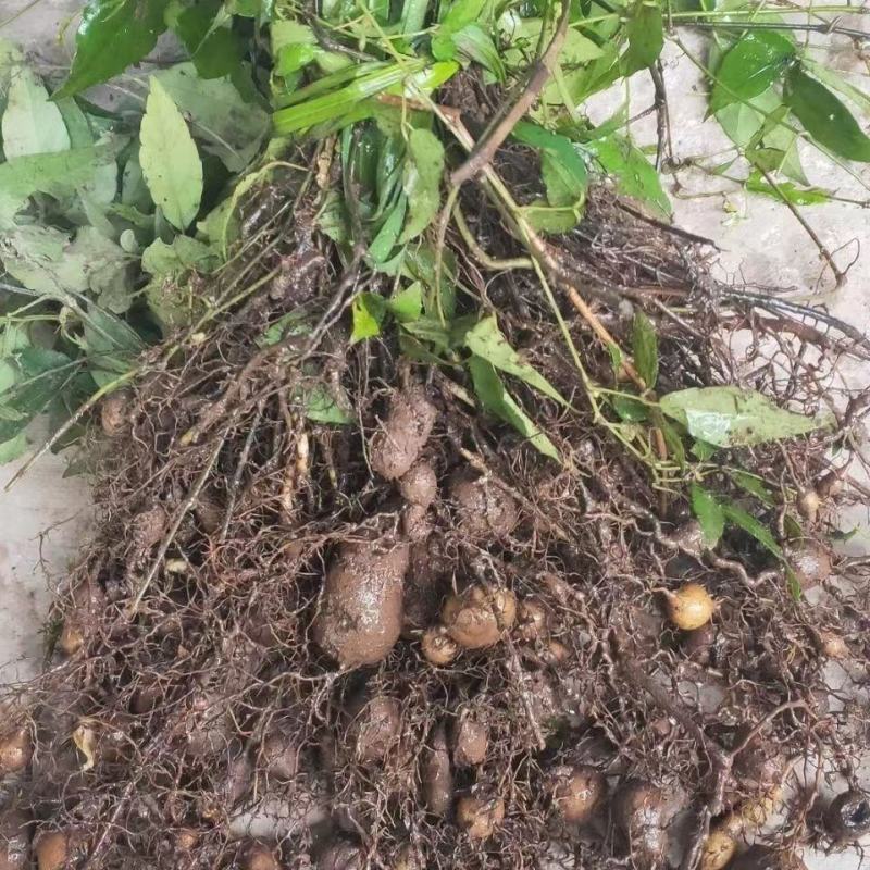 (10颗装)三叶青苗金线吊葫芦苗紫藤三叶青绿植盆栽苗三叶