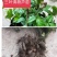 (10颗装)三叶青苗金线吊葫芦苗紫藤三叶青绿植盆栽苗三叶