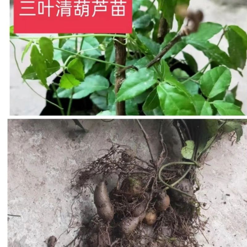 (10颗装)三叶青苗金线吊葫芦苗紫藤三叶青绿植盆栽苗三叶