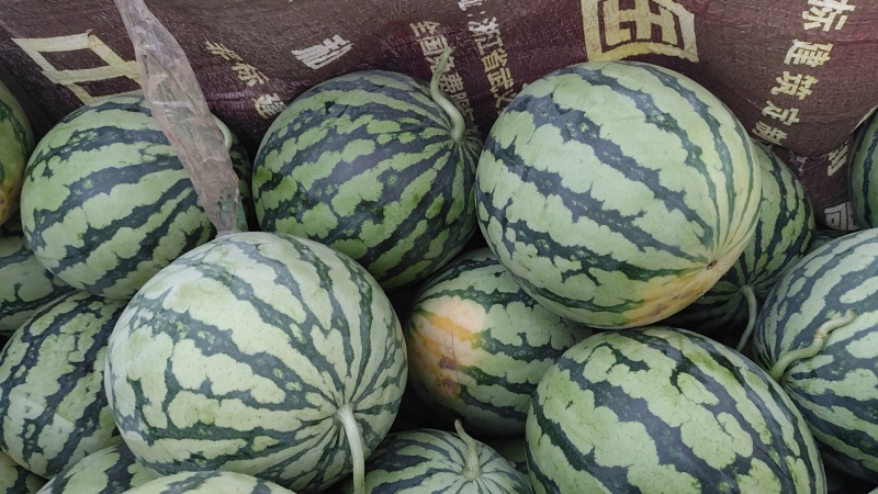 精品美都麒麟西瓜，大量上市，产地直发，货源充足。