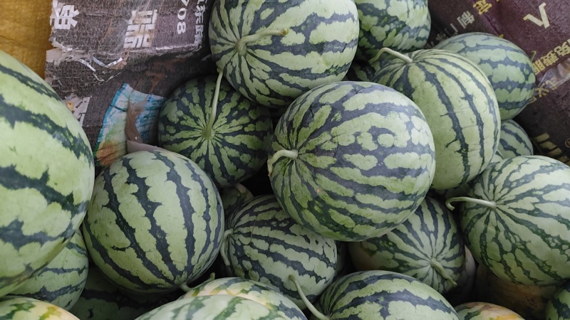 精品美都麒麟西瓜，大量上市，产地直发，货源充足。