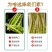 火锅食材清水笋绿笋尖整根高山青笋笋香浓郁