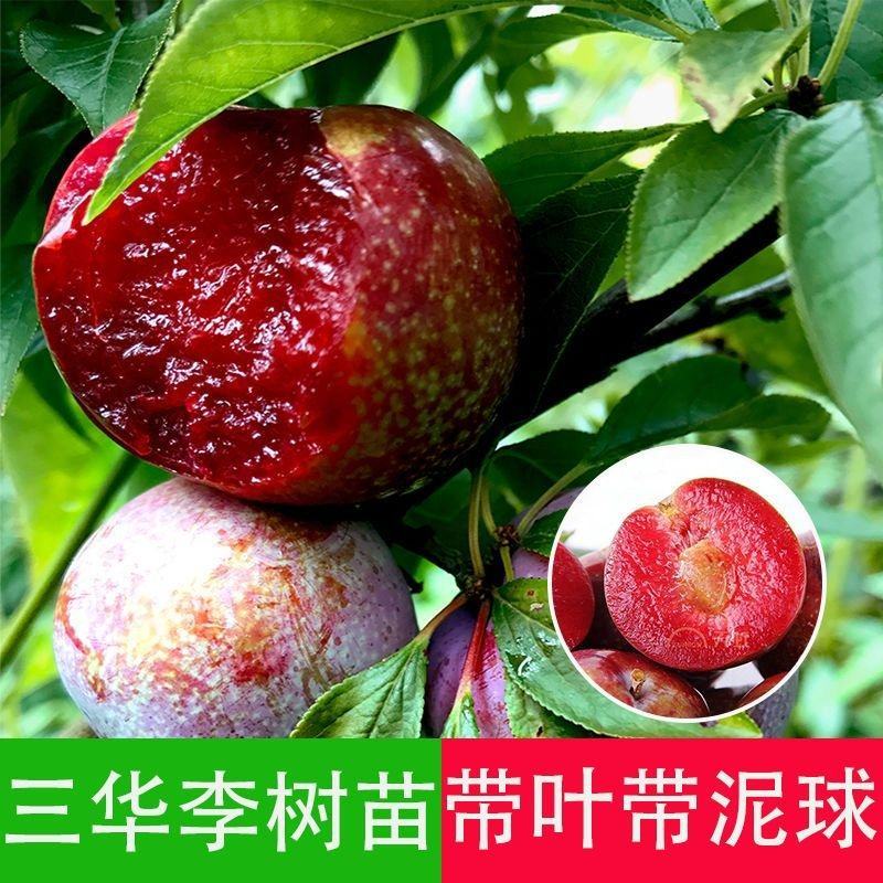 正宗大果三华李苗红心李子嫁接苗早晚熟树苗脆当年结果南北方