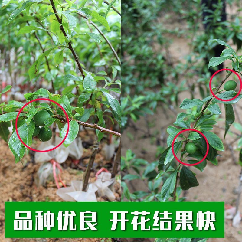 正宗大果三华李苗红心李子嫁接苗早晚熟树苗脆当年结果南北方