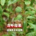 正宗大果三华李苗红心李子嫁接苗早晚熟树苗脆当年结果南北方