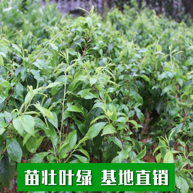 正宗大果三华李苗红心李子嫁接苗早晚熟树苗脆当年结果南北方
