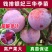 正宗大果三华李苗红心李子嫁接苗早晚熟树苗脆当年结果南北方