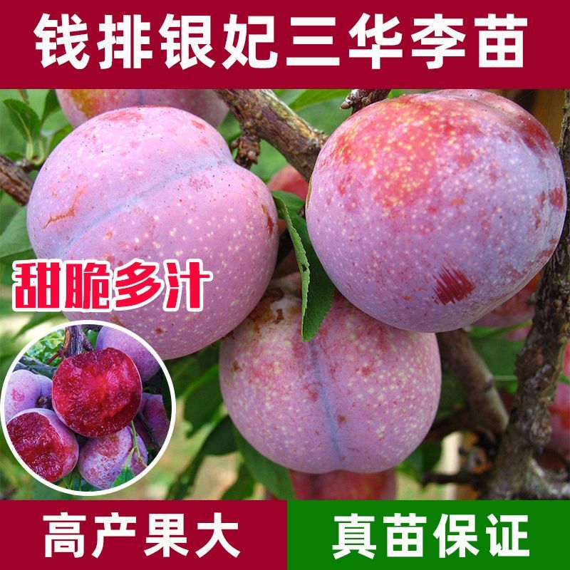 正宗大果三华李苗红心李子嫁接苗早晚熟树苗脆当年结果南北方