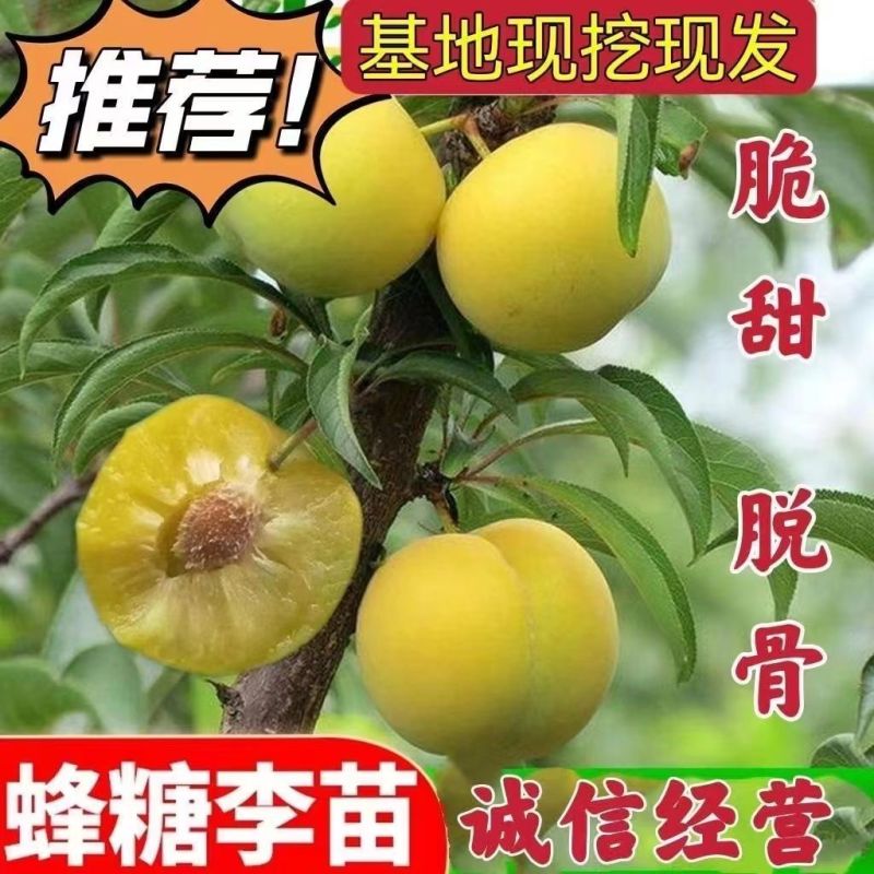 正宗大果三华李苗红心李子嫁接苗早晚熟树苗脆当年结果南北方