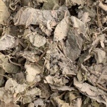 寻骨风【包邮】三斤起发货可批量可零售量大从优