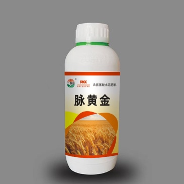 脉黄金小麦高产专用，抗倒伏，返青快，抗寒抗旱，籽粒爆满