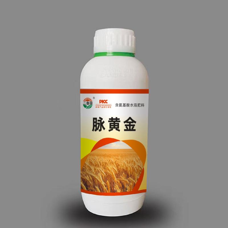 脉黄金小麦高产专用，抗倒伏，返青快，抗寒抗旱，籽粒爆满
