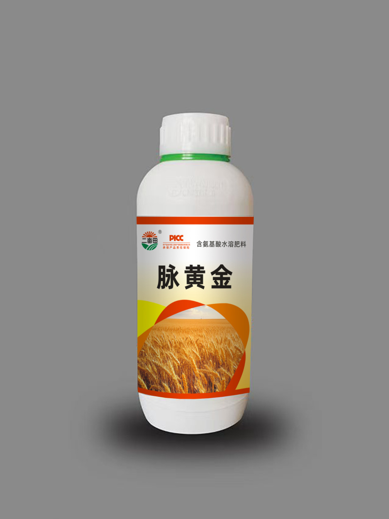 脉黄金小麦高产专用，抗倒伏，返青快，抗寒抗旱，籽粒爆满