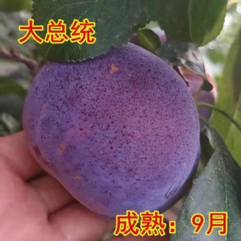 蜂糖李子树苗四季盆栽西梅矮化果树各种水果苗恐龙蛋杏李南方