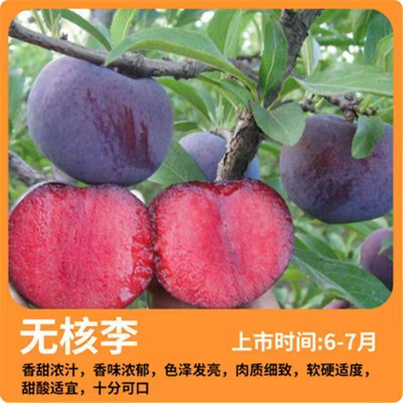 蜂糖李子树苗四季盆栽西梅矮化果树各种水果苗恐龙蛋杏李南方
