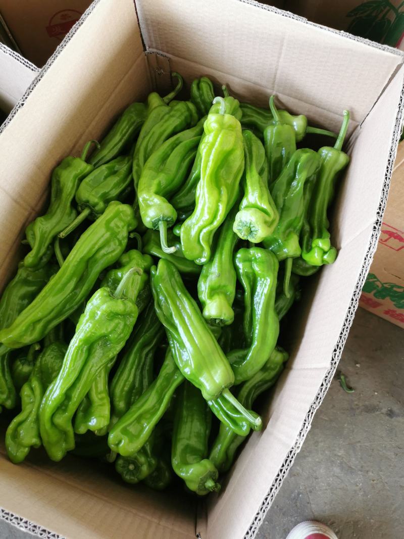 薄皮青椒，量大！质量好！欢迎各位新老客户前来恰谈业务