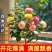 （净化空气）茶梅花树苗盆栽重瓣大花室内外耐寒四季开花