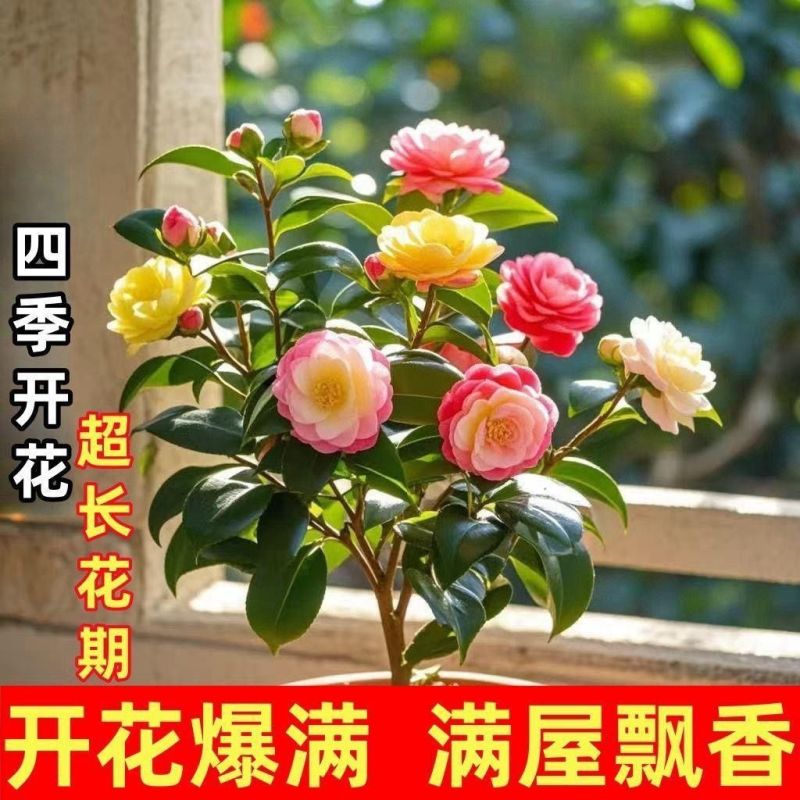 （净化空气）茶梅花树苗盆栽重瓣大花室内外耐寒四季开花