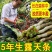 正宗云南铁皮石斛鲜条新鲜石斛超胖条石斛中药材枫斗鲜条批发