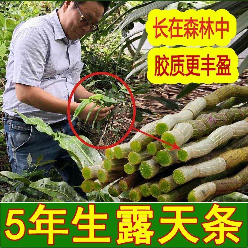 正宗云南铁皮石斛鲜条新鲜石斛超胖条石斛中药材枫斗鲜条批发