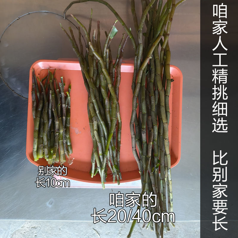 正宗云南铁皮石斛鲜条新鲜石斛超胖条石斛中药材枫斗鲜条批发