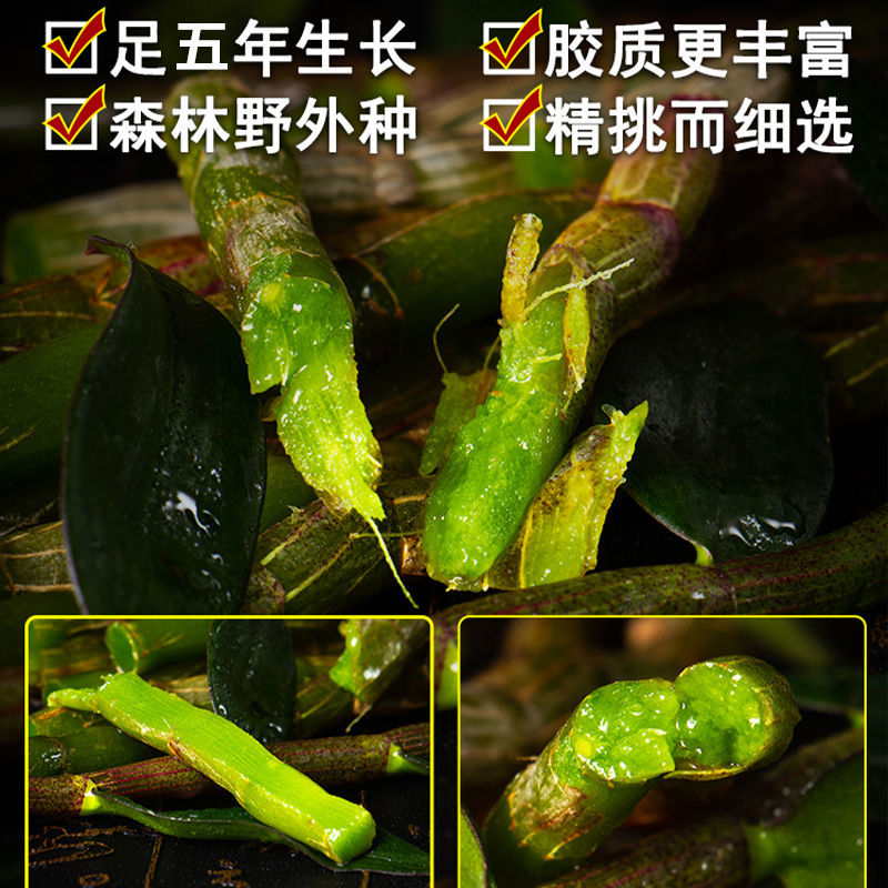 正宗云南铁皮石斛鲜条新鲜石斛超胖条石斛中药材枫斗鲜条批发