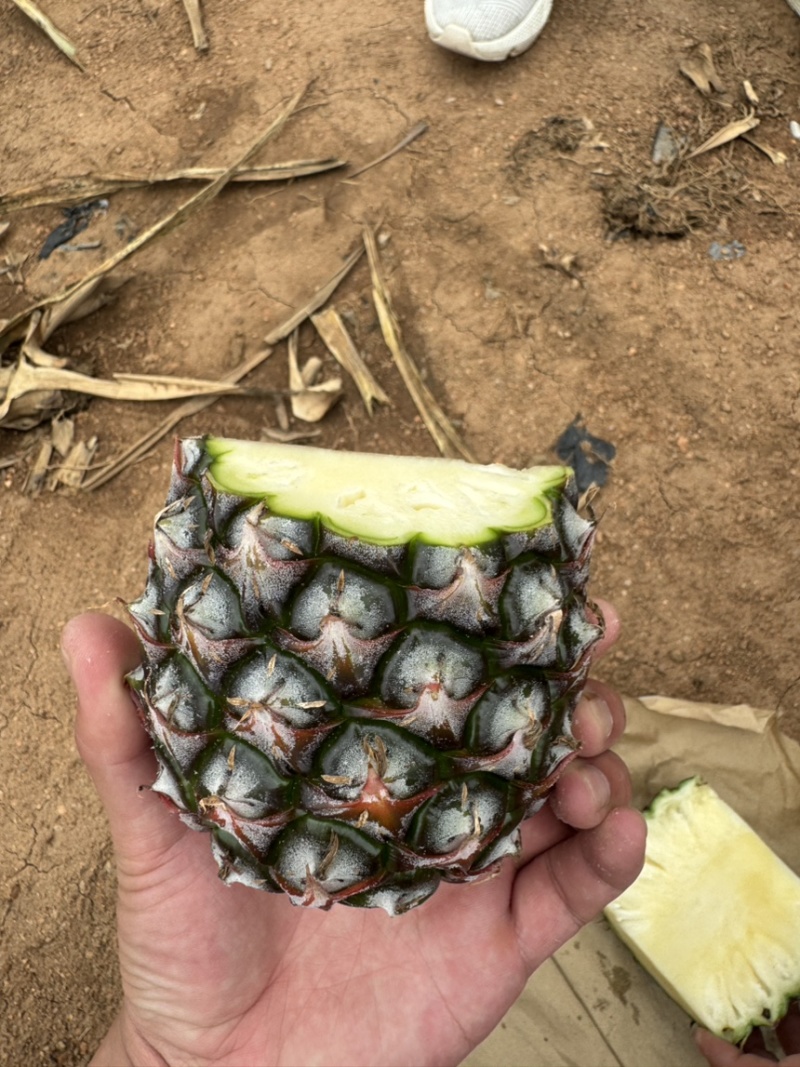 海南金砖凤梨。。。。。