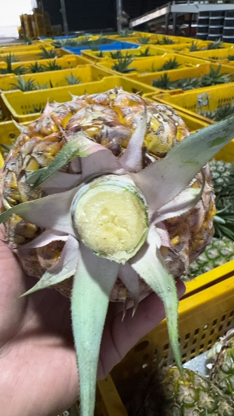海南金砖凤梨。。。。。