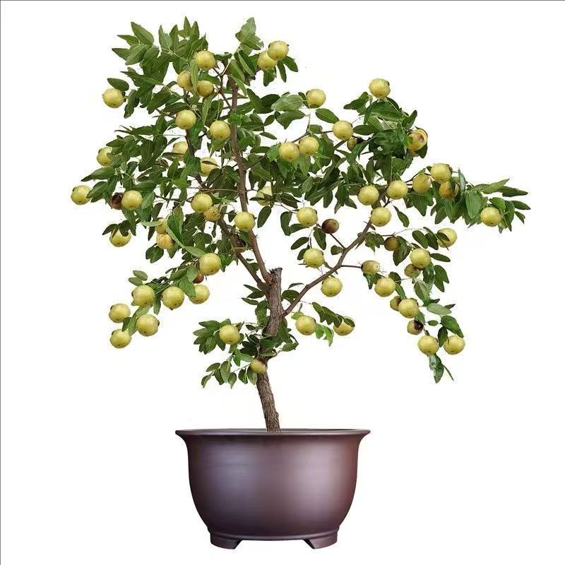 冬枣树苗嫁接枣树苗耐寒南北方种植大红枣蟠枣苗当年