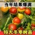 冬枣树苗嫁接枣树苗耐寒南北方种植大红枣蟠枣苗当年